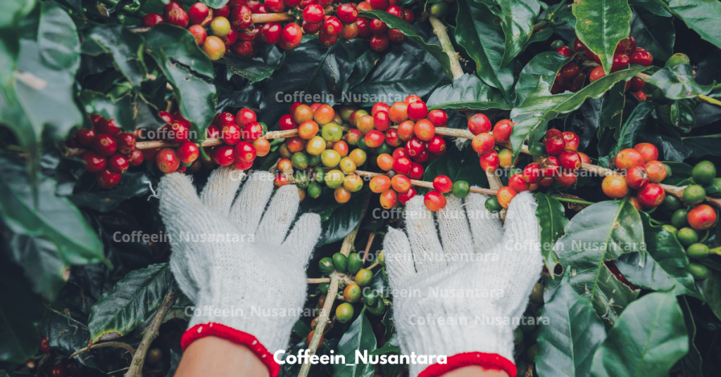 Indonesian Coffee