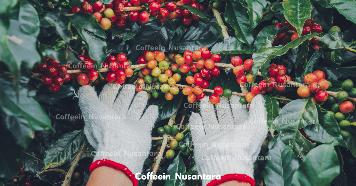 Indonesian Coffee