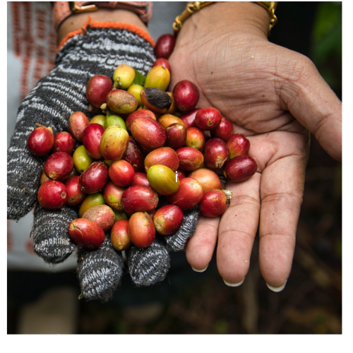 kopi Gayo