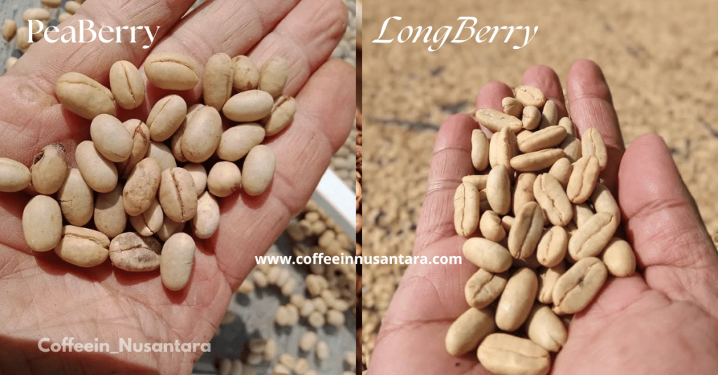Peaberry vs Longberry