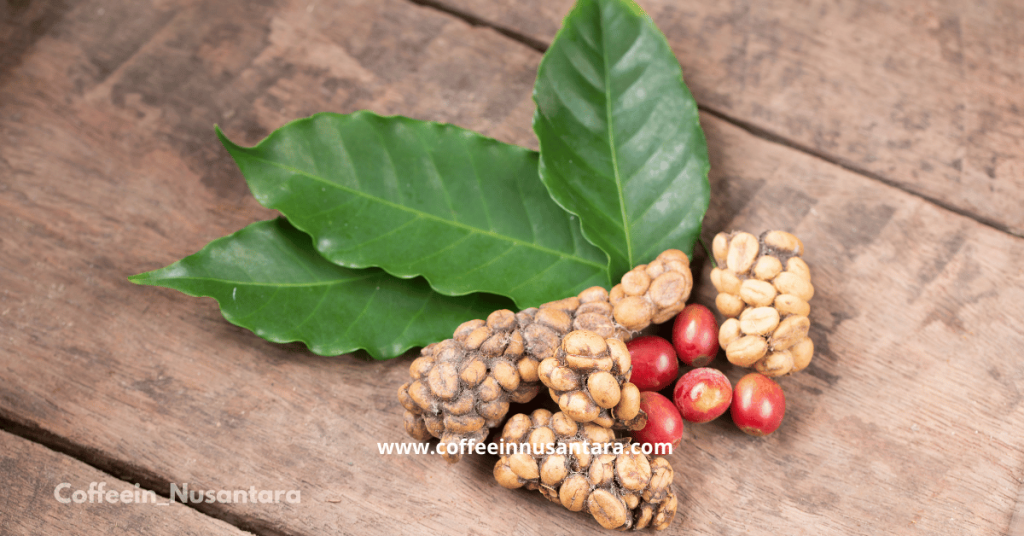 Civet Coffee