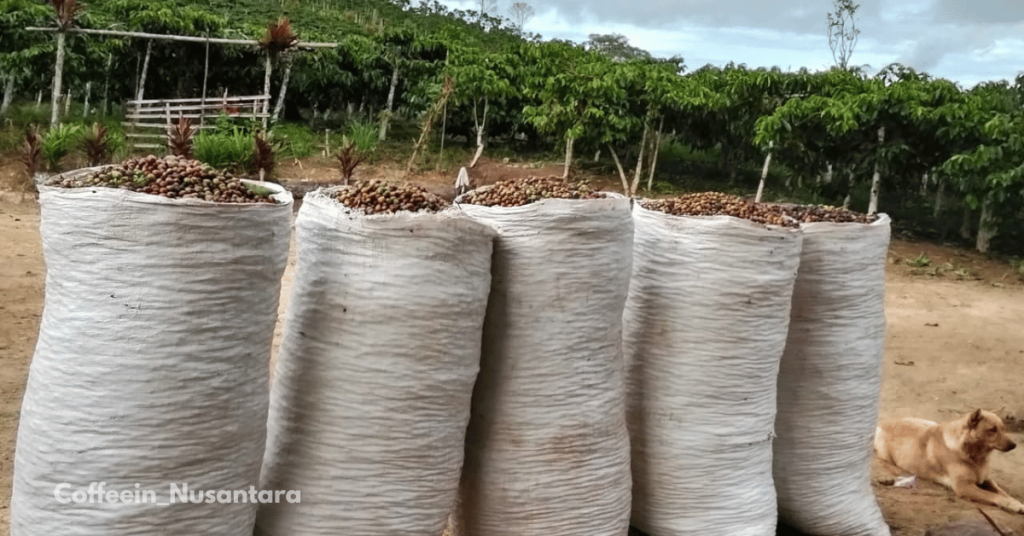 Robusta Coffee Jambi Indonesia