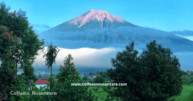 Robusta Coffee Jambi Indonesia