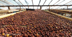 Coffee Supplier of Indonesia