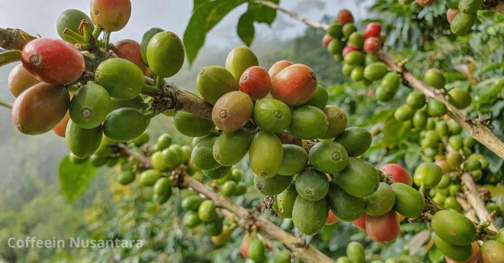 Indonesian Green Coffee Beans Supplier
