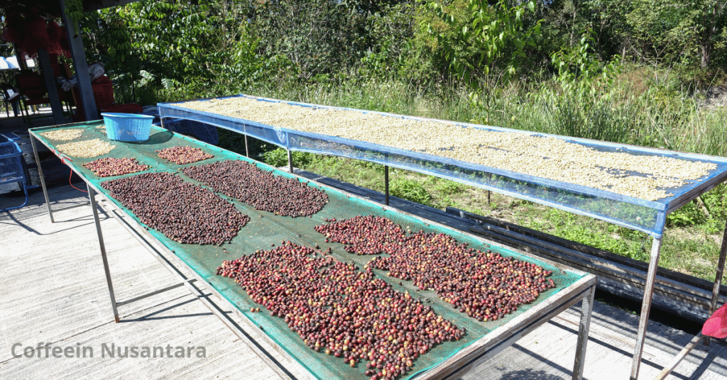 Indonesian green coffee beans supplier export quality