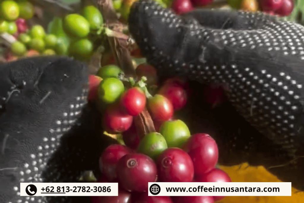 Indonesian green coffee beans