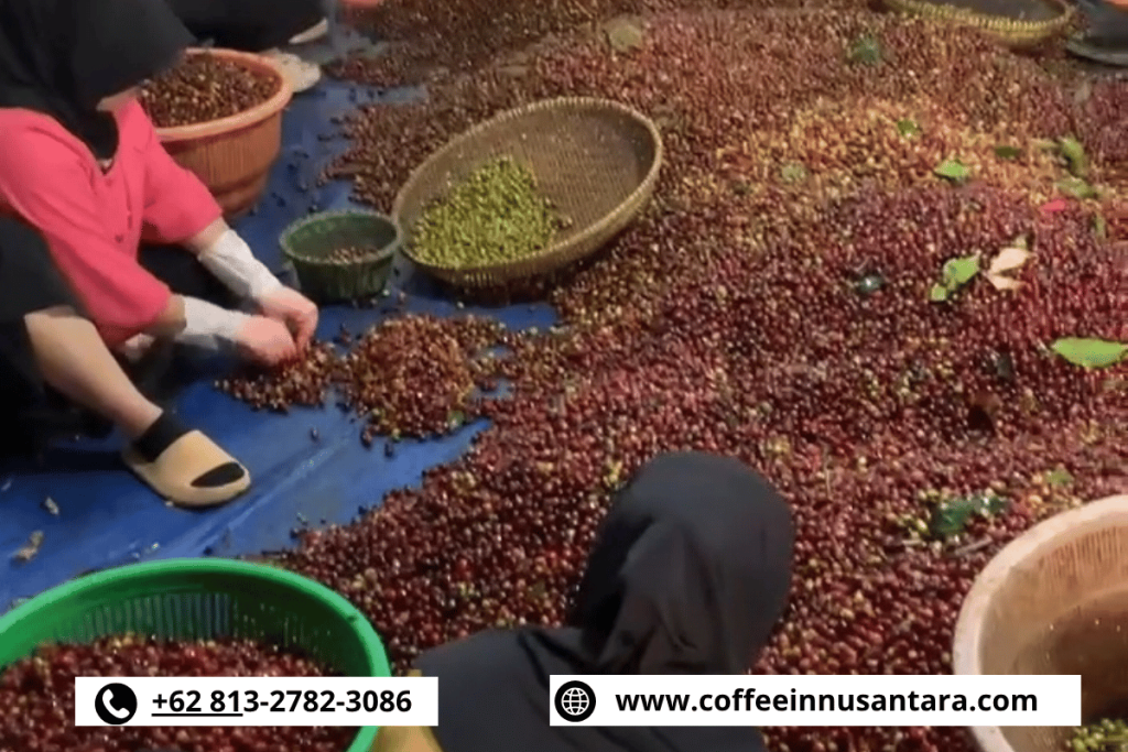 Indonesian coffee harvesting and selection