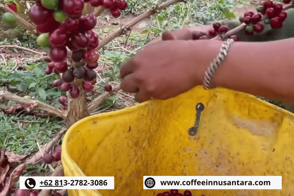 Indonesian coffee cherry sorting process