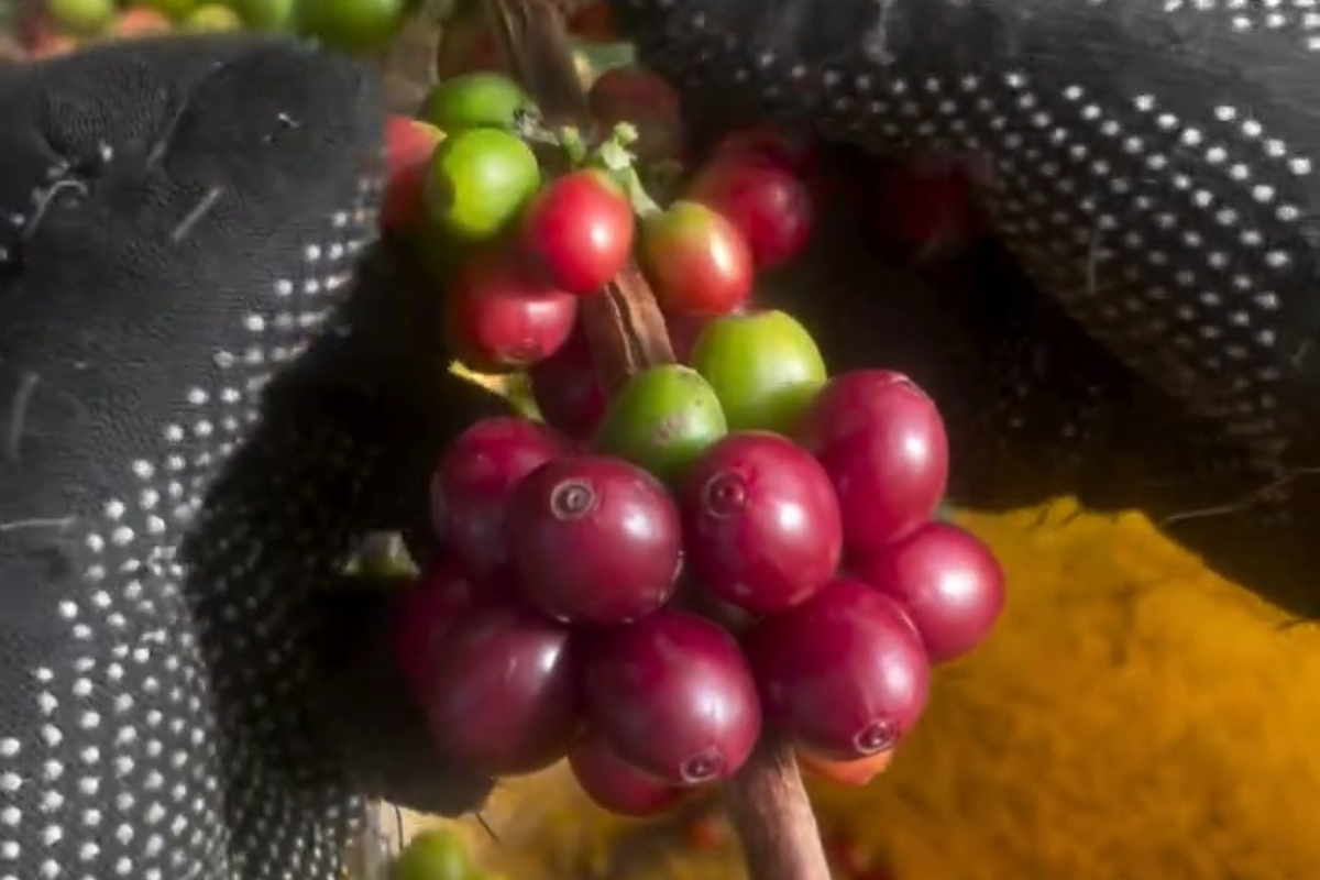 Indonesian green coffee beans